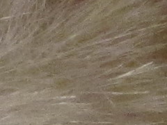 Canon PowerShot SX130 IS: levný všeuměl