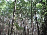 Acer CR-8350: Kompaktních 8 Mega