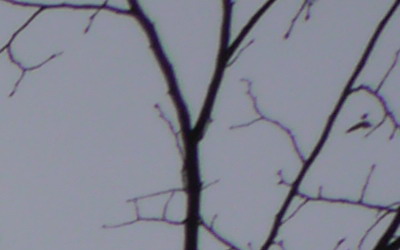 Panasonic LUMIX G VARIO 7-14mm F4.0