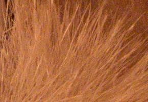 Panasonic Lumix LX7: kompaktní hvězda noci