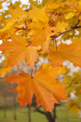 Sony SLT-A33: přesvědčivý revolucionář