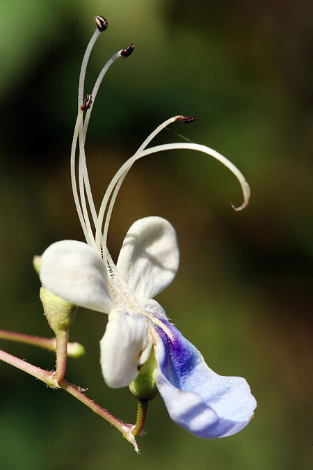 Jaký fotoaparát? – 4. díl: další funkce