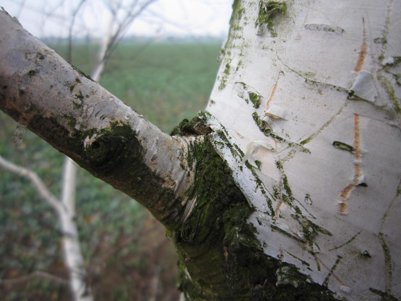 Canon IXUS 200 IS: poprvé dotykově