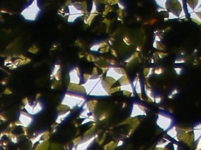 Canon EOS 550D: třídní premiant