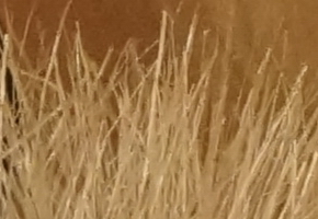 Sony NEX-7: správná (r)evoluce