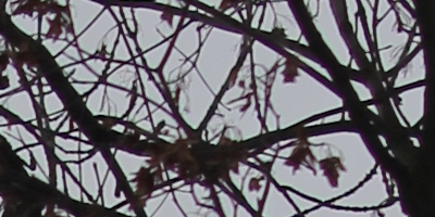 Samyang 35mm F1.4 AS UMC (pro Canon)