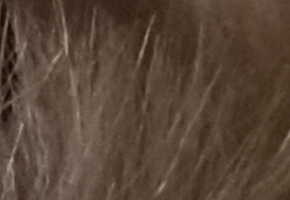 Sony SLT-A77: megapixelový přeborník