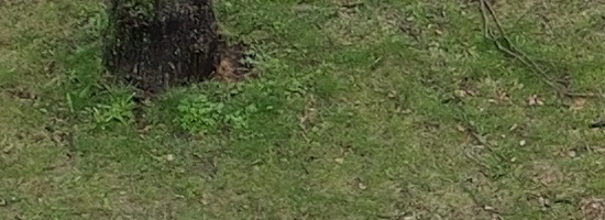 Panasonic Lumix GH6: s revolučním snímačem