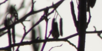 Nikon AF-S NIKKOR DX 55-300mm 1:4.5-5.6G ED VR