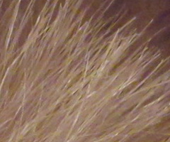 Canon PowerShot SX120 IS: zraje jako víno