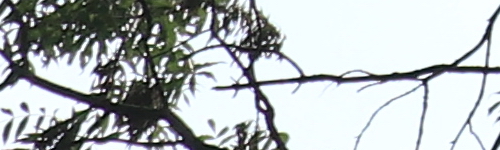 Canon EF-M 15-45mm f/3.5-6.3 IS STM