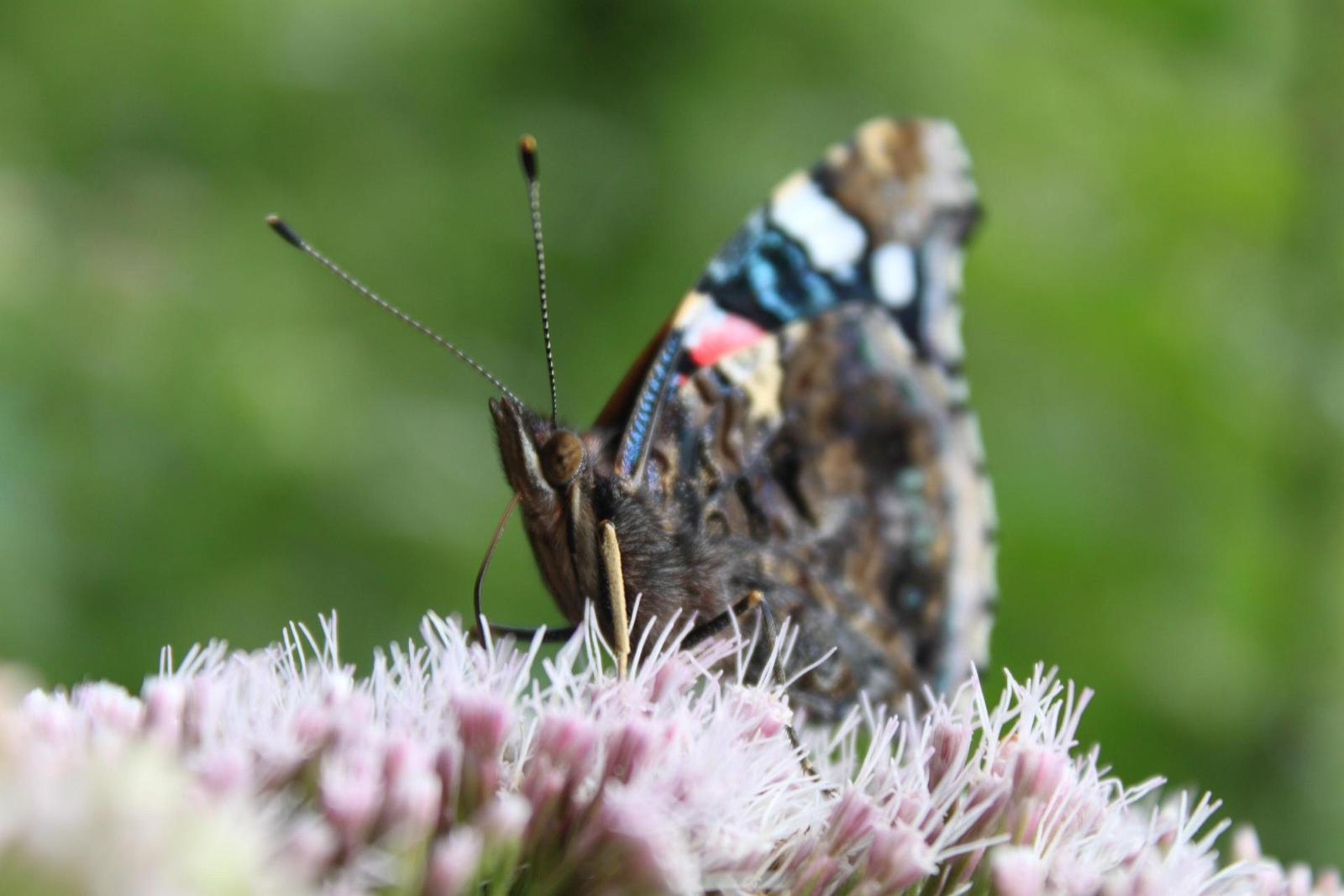 Canon EOS 500D: povedený pokračovatel rodu