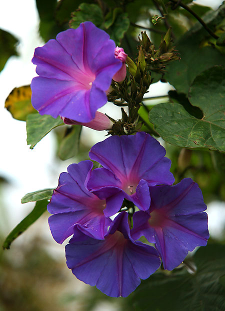 Azorské ostrovy – svátek fotografie: II.