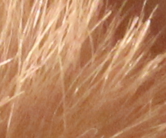 Canon EOS 550D: třídní premiant