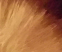 BenQ DC T1260: přítel citlivé peněženky