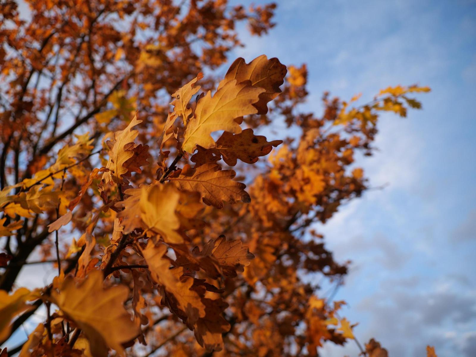 Panasonic Leica DG Vario-Summilux 10-25mm F1.7 ASPH.