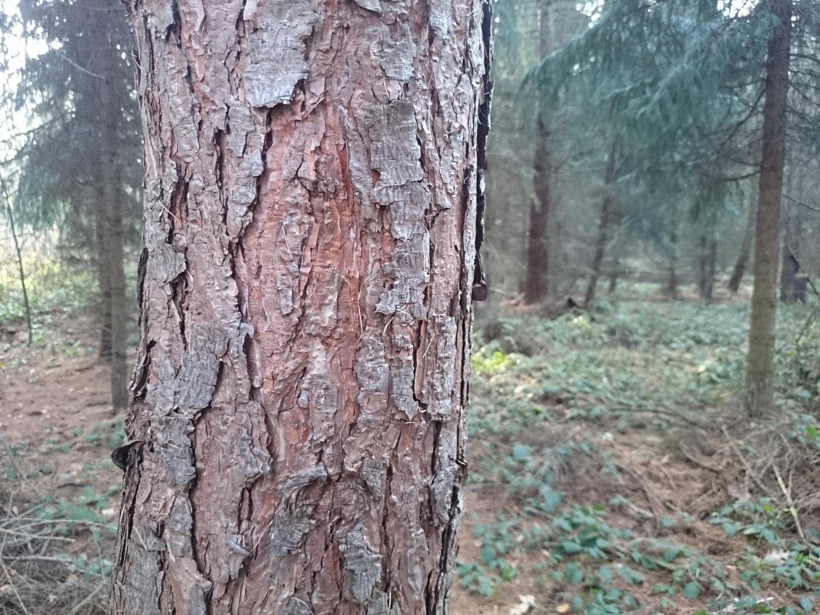 Sony Xperia Z1: megaAndroid