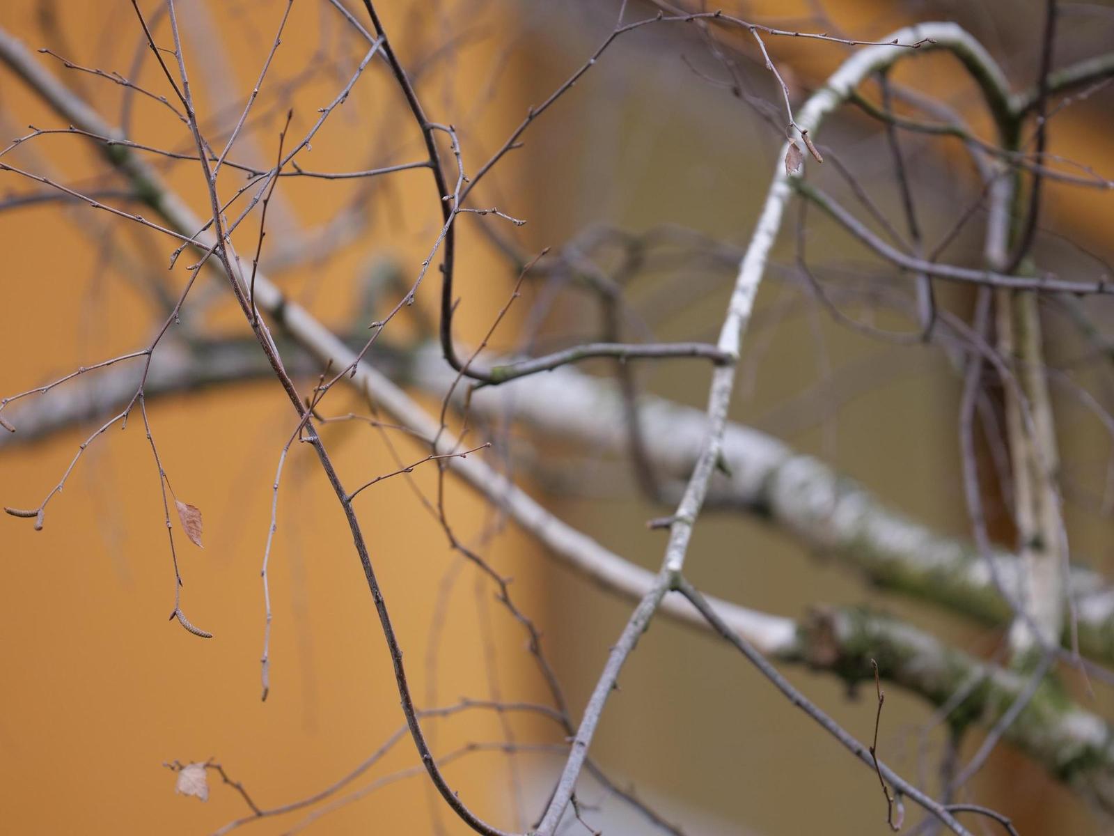 Panasonic Leica DG Elmarit 200mm / F2.8 / Power O.I.S.