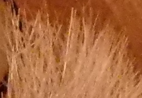 BenQ GH600 a GH700: levné překvapení