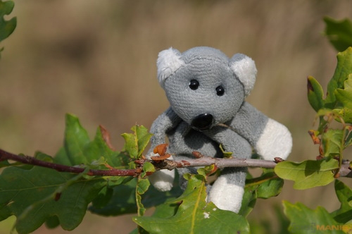 Fotíme s Koalou: Hloubka ostrosti