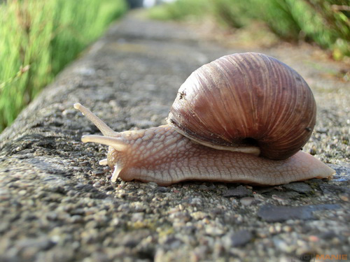 Casio EXILIM ZR100: kapesní formule