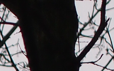 Olympus M.Zuiko Digital 45mm 1:1.8