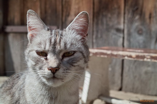 Sigma DP2: otestovali jsme Foveon!