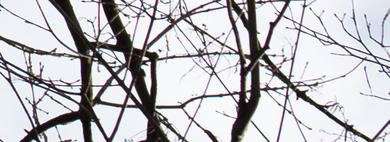 Panasonic Lumix S 50mm F1.8