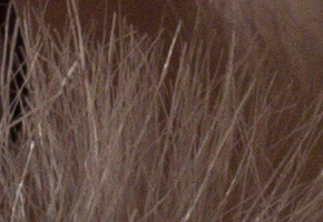 Sony SLT-A77: megapixelový přeborník