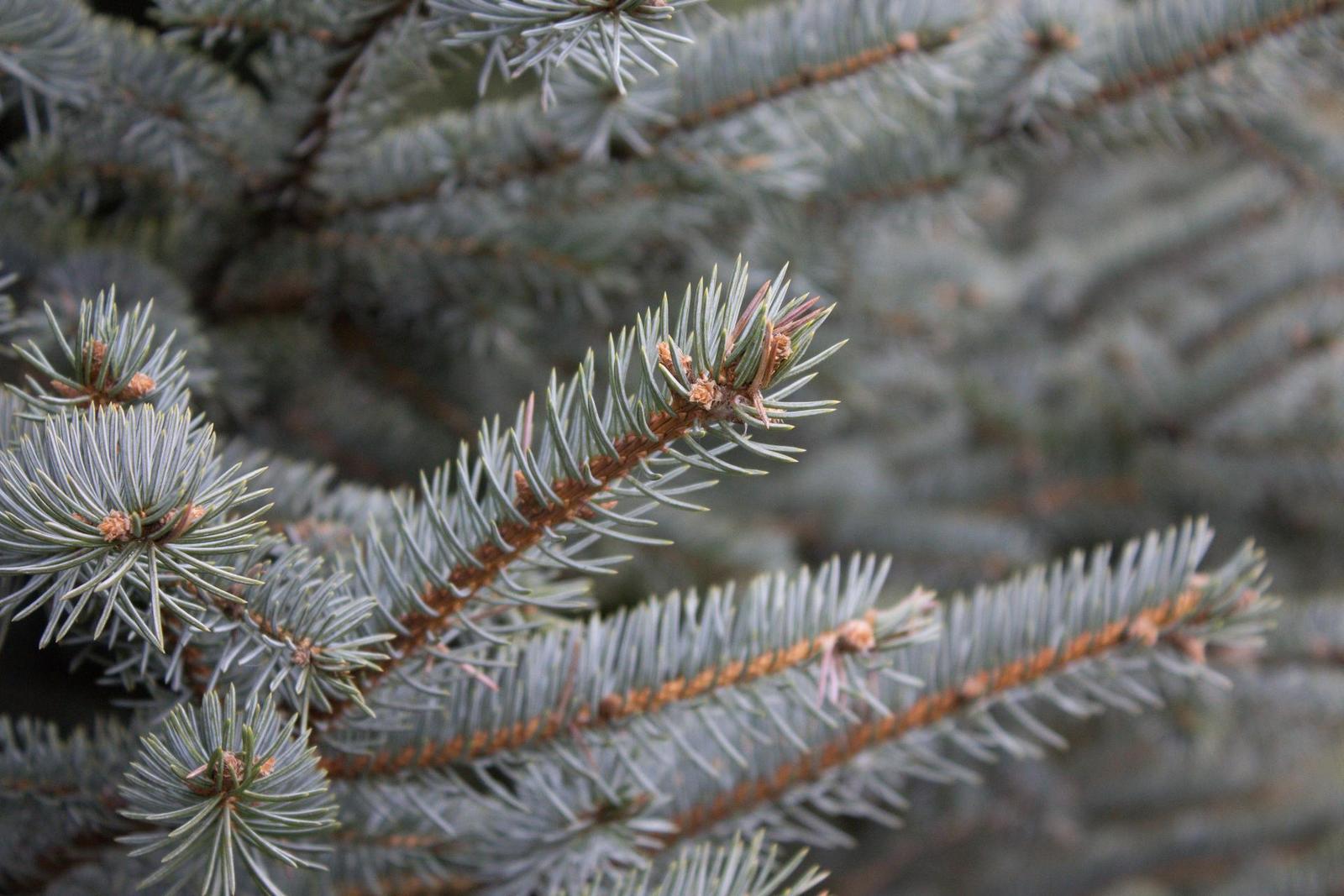 DSLR vs kompakt: Canon EOS 1200D s 18-55mm, Sony RX100