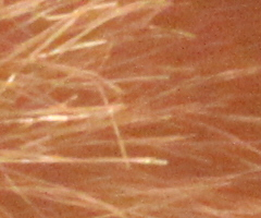 Canon EOS 500D: povedený pokračovatel rodu