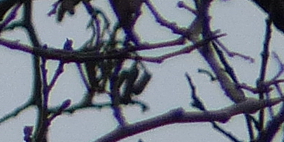 Panasonic Lumix FZ200: ultrazoomové překvapení roku