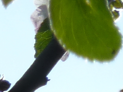 Panasonic Lumix TZ10: kapesní dělo