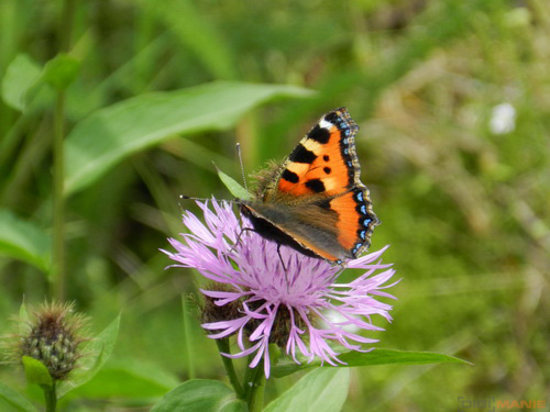 Nikon Coolpix P500: univerzální dalekohled