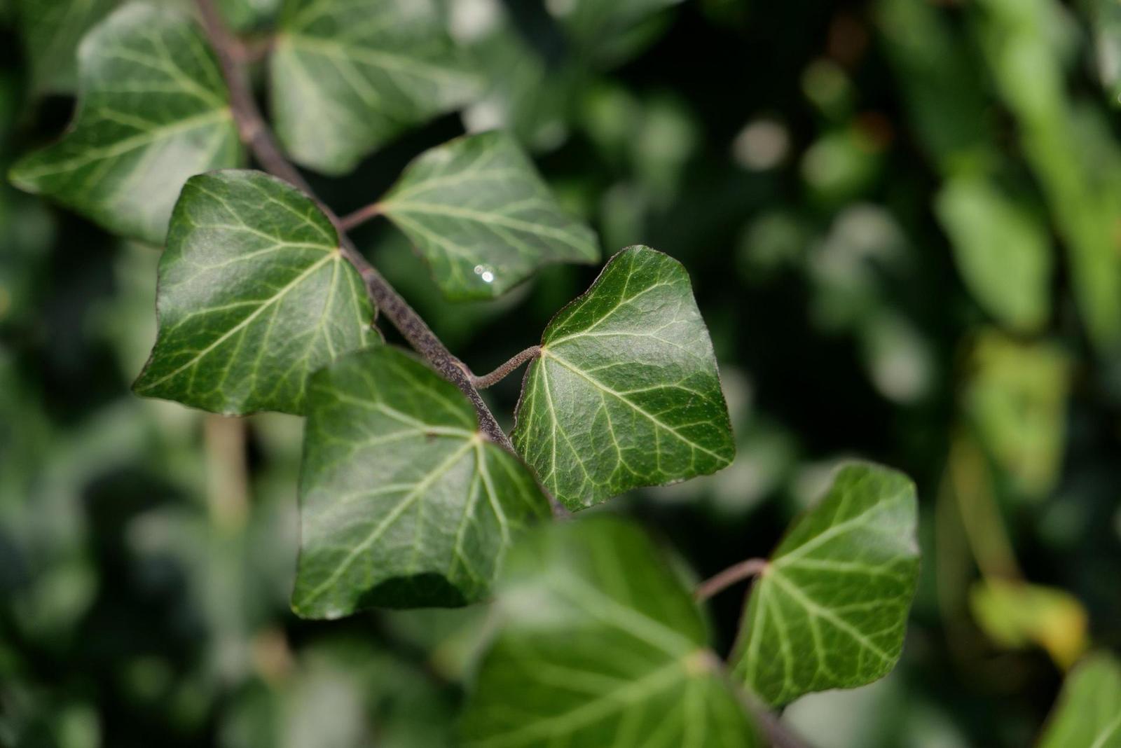 Panasonic Lumix LX100 II: postřehy z praxe