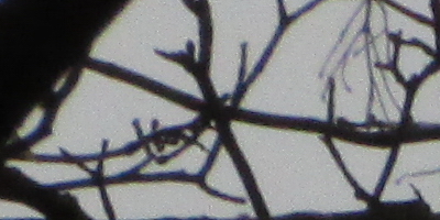 Canon PowerShot SX500 IS: fotící stroj času