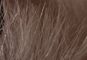 Sony SLT-A77: megapixelový přeborník