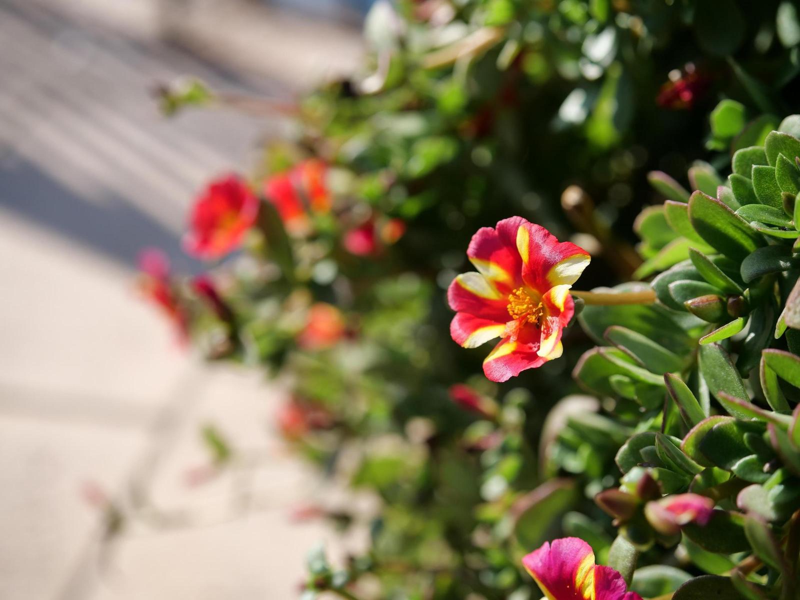 Panasonic Leica DG Vario-Summilux 10-25mm F1.7 ASPH.