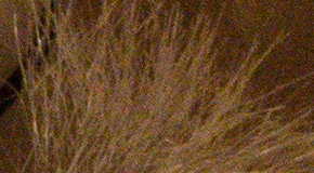 Nikon D7200: přesvědčivé zrcadlo