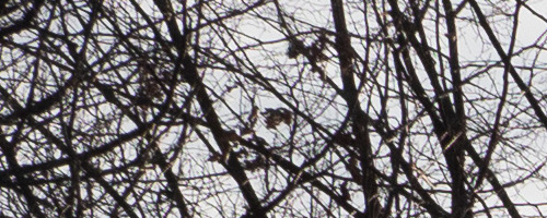 Panasonic Leica DG Vario-Summilux 10-25mm F1.7 ASPH.