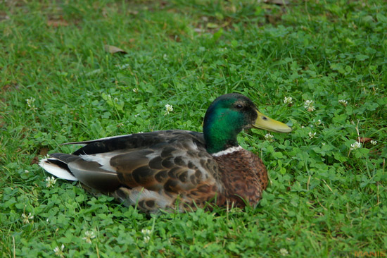 Fotíme s Koalou: Zvířátka