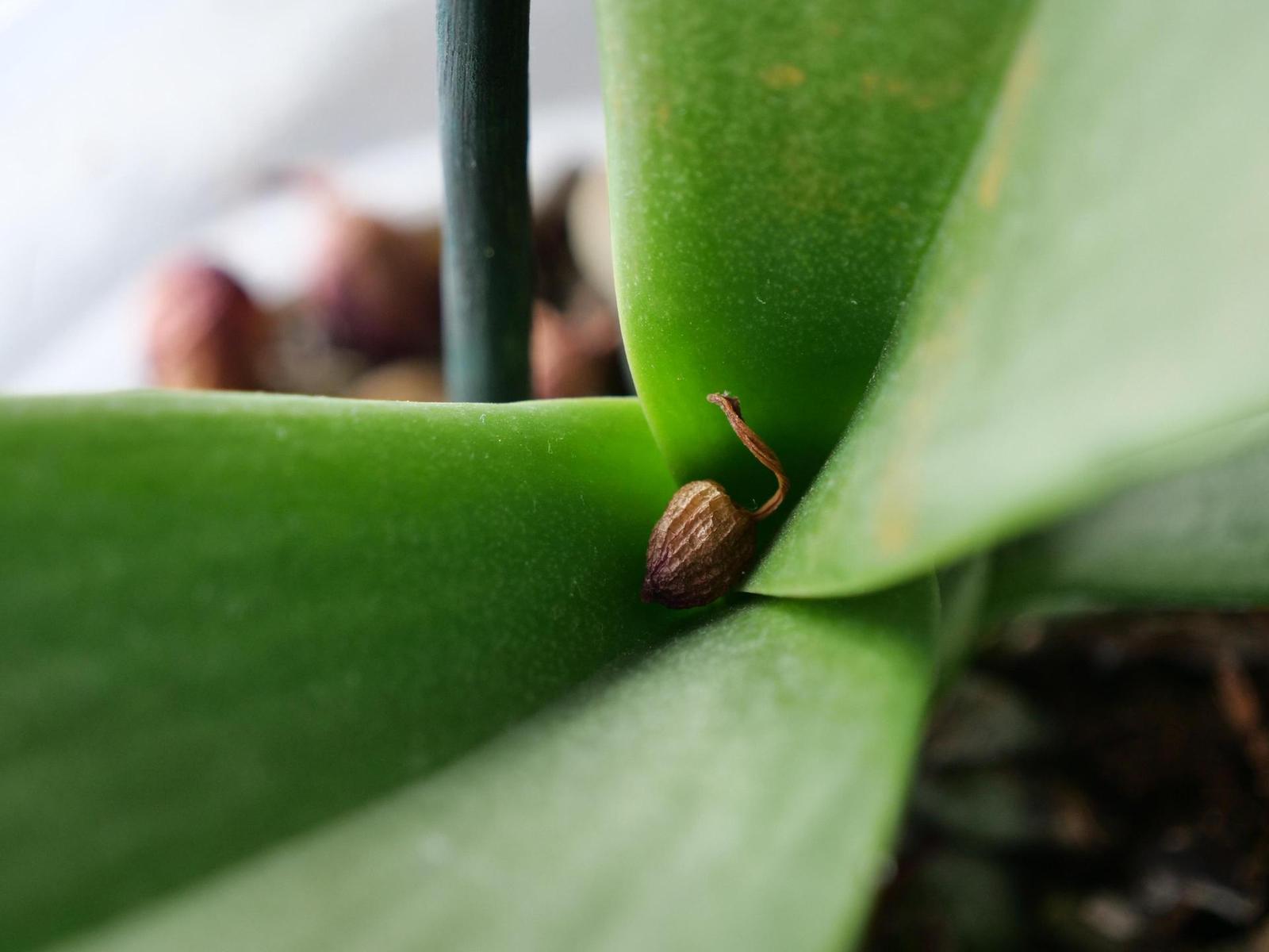 Panasonic Lumix G9: skutečně výborný