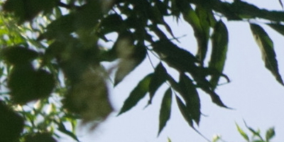 Helios-44M 58mm F2.0 (M42)