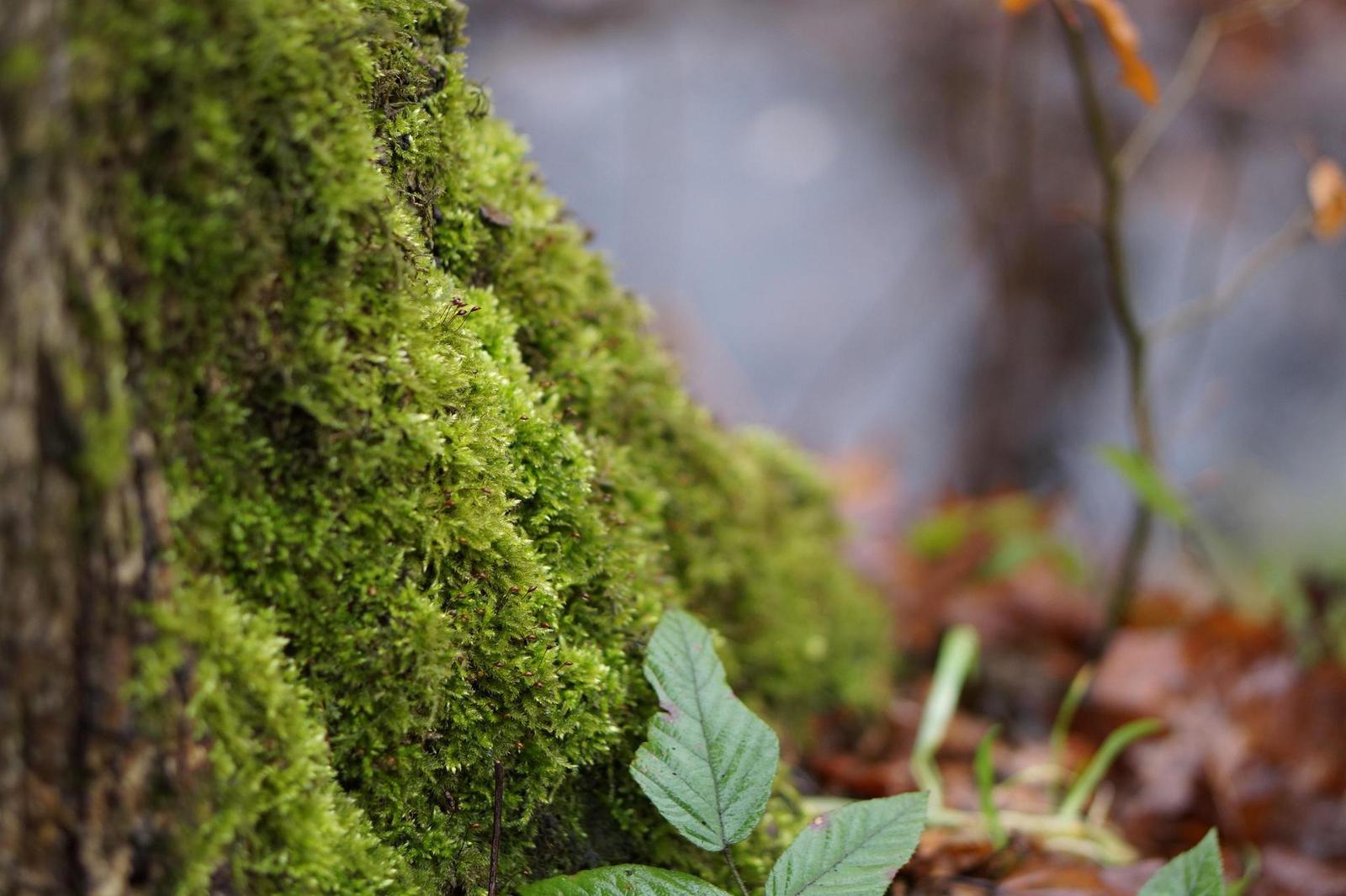 Sony E 1.8/50mm OSS (SEL-50F18)