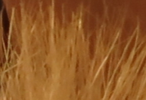 Canon PowerShot G15: lépe už to (asi) nepůjde