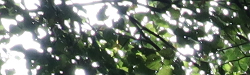 Canon EF-M 28mm f/3.5 Macro IS STM