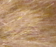 Canon PowerShot SX1 IS vs. SX10 IS: souboj CMOS a CCD