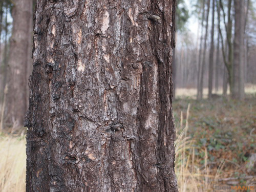 Olympus PEN E-P3: král všech PENů