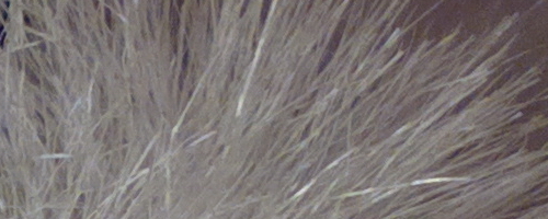 Nokia 808 PureView: mobilní zrcadlovkobijec