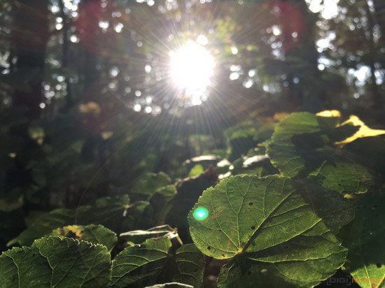 Apple iOS 15 nejspíš přinese automatické odstraňování odlesků